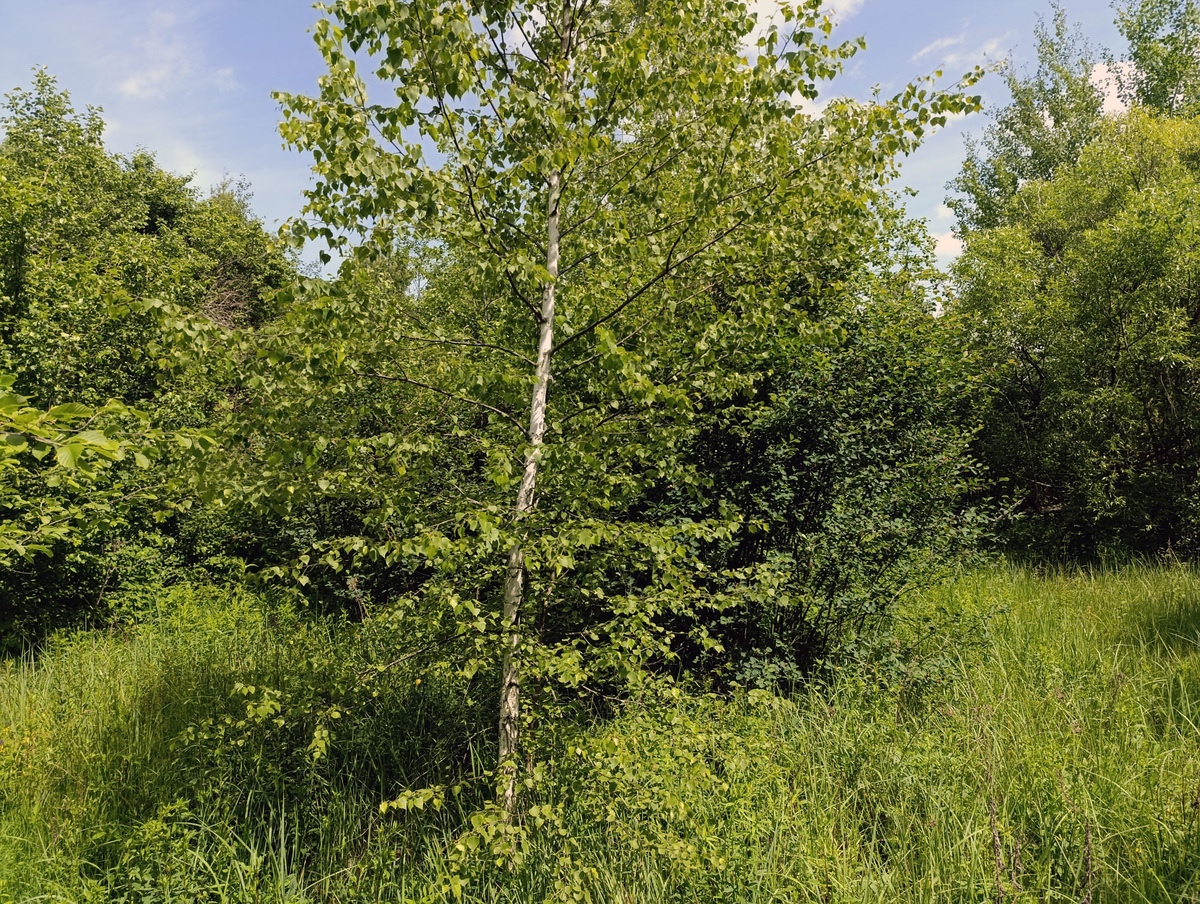 Береза нужного размера