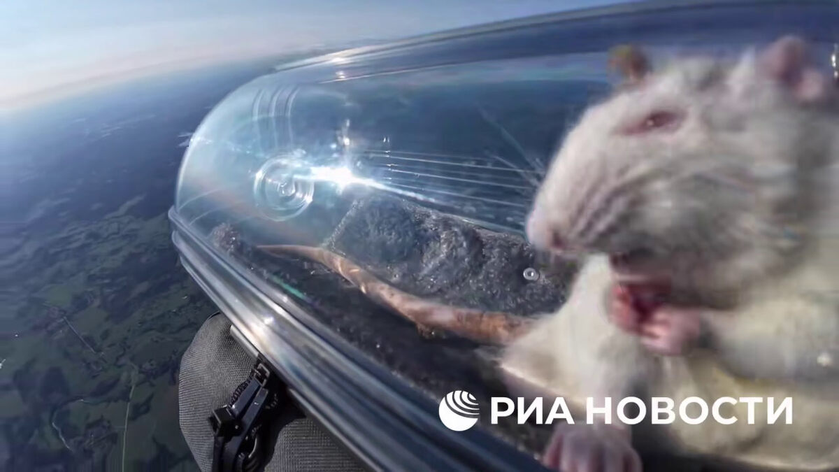 Скриншот из видео РИА НОВОСТИ  📷
