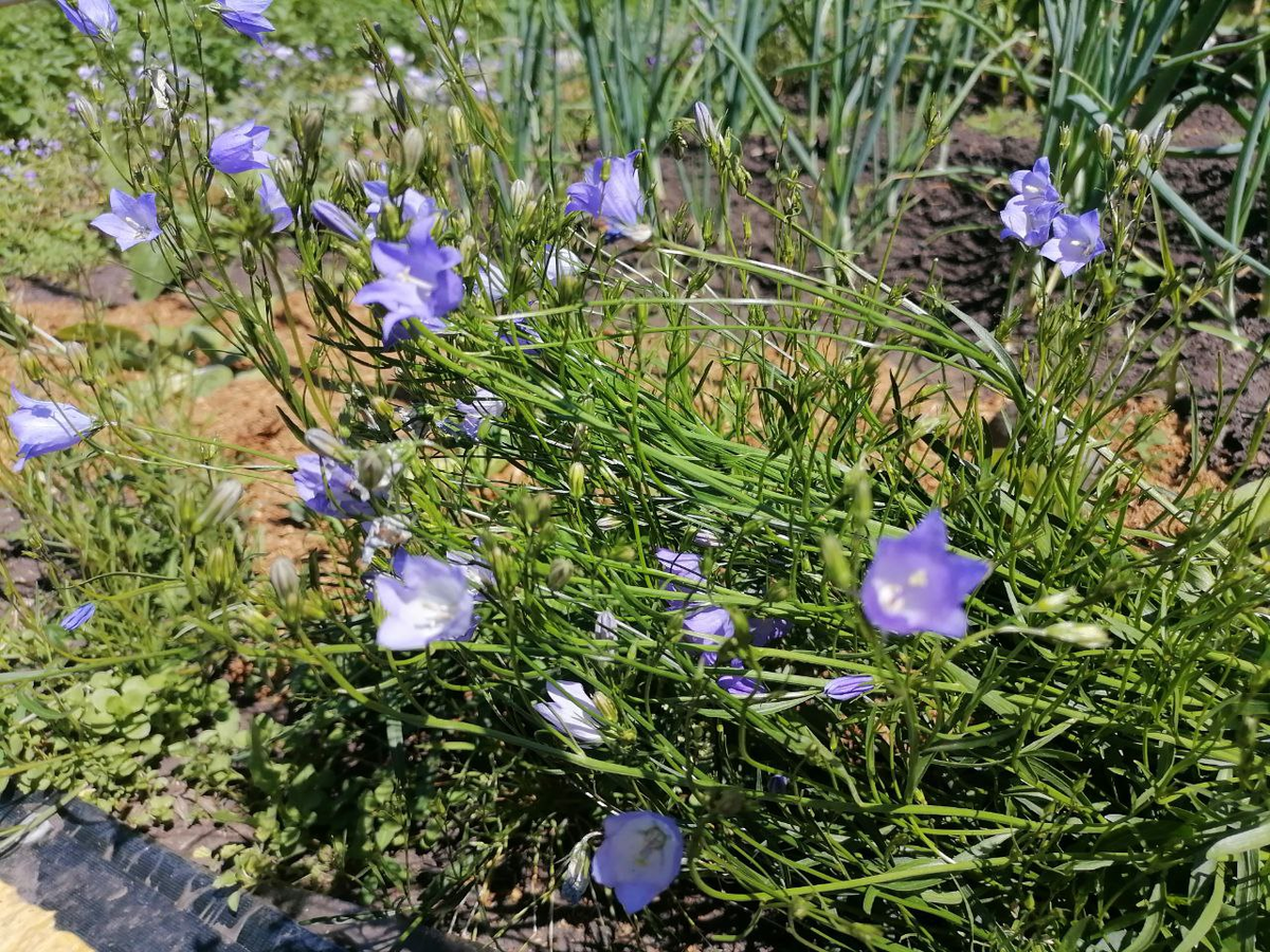Многолетний колокольчик из семян, фото автора