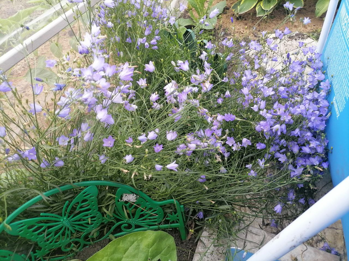 Карпатский колокольчик сильно заваливается: корни слева, цветки справа, фото автора