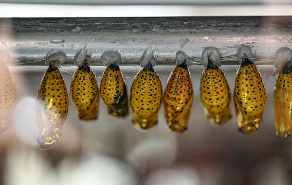 Cem Genco / Anadolu via Reuters Connect