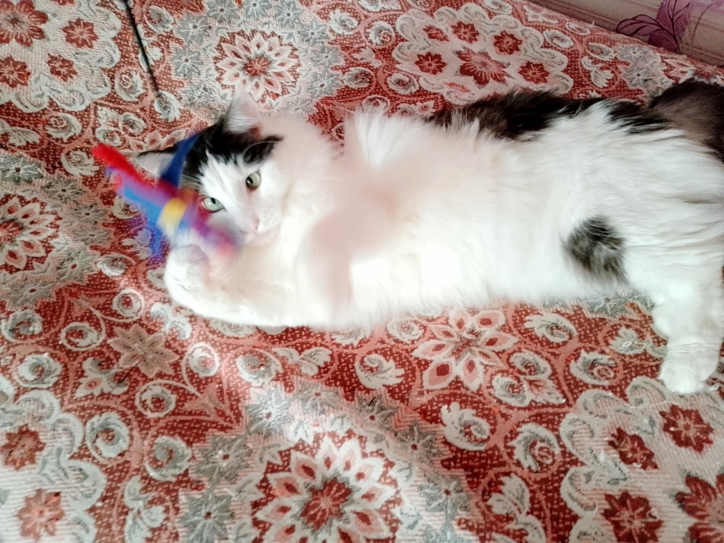 Тишка не прочь порезвиться на диване.