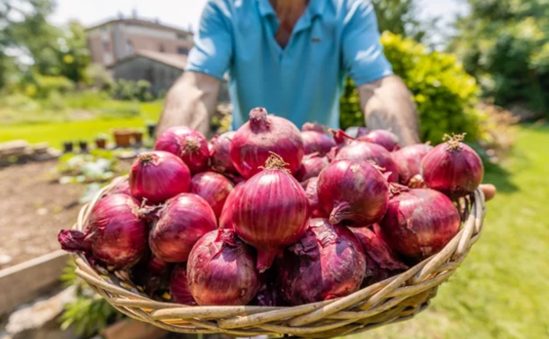 лук репчатый выращивание из лука севка