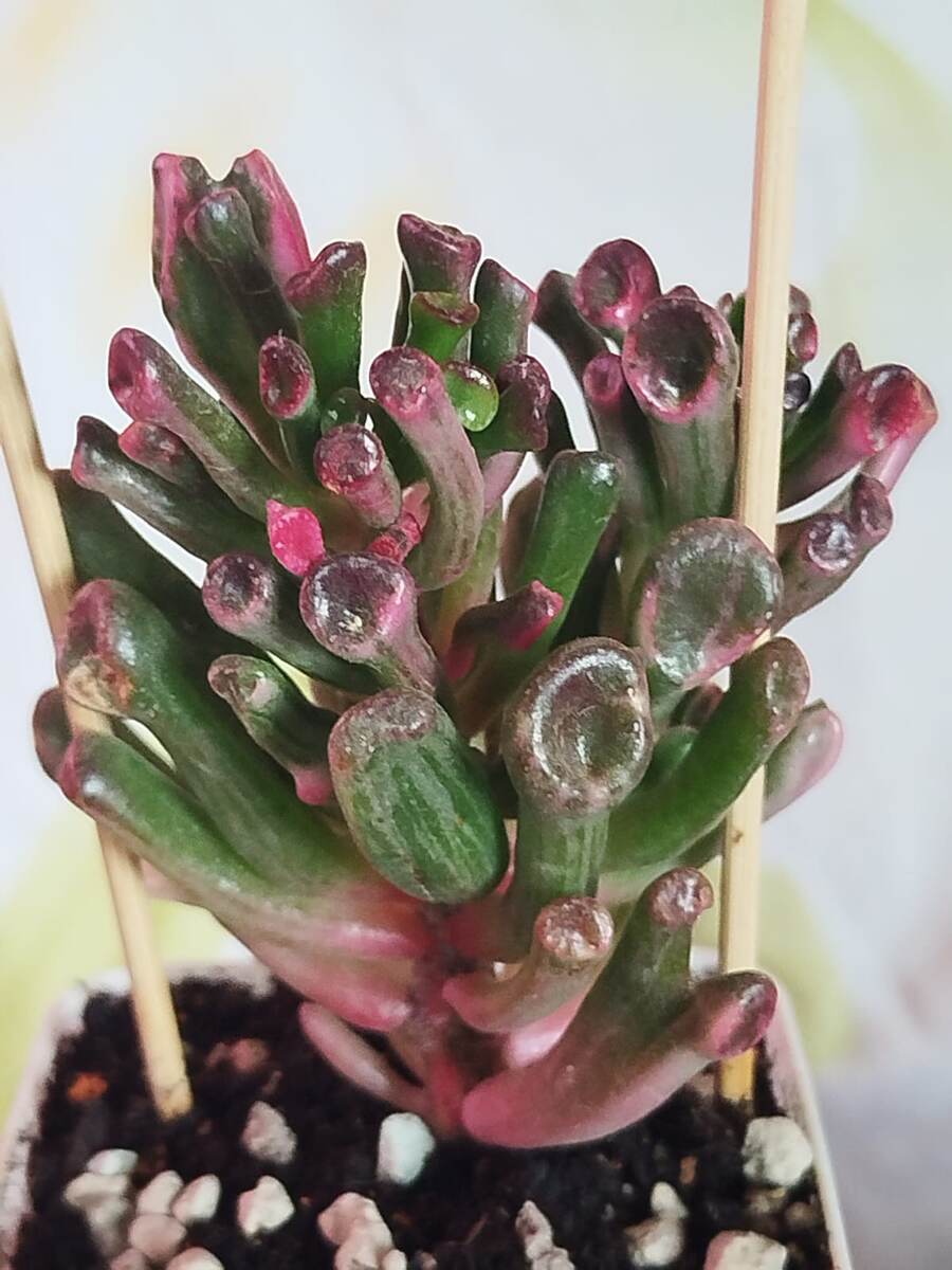 фото автора. Крассула Голлум вар