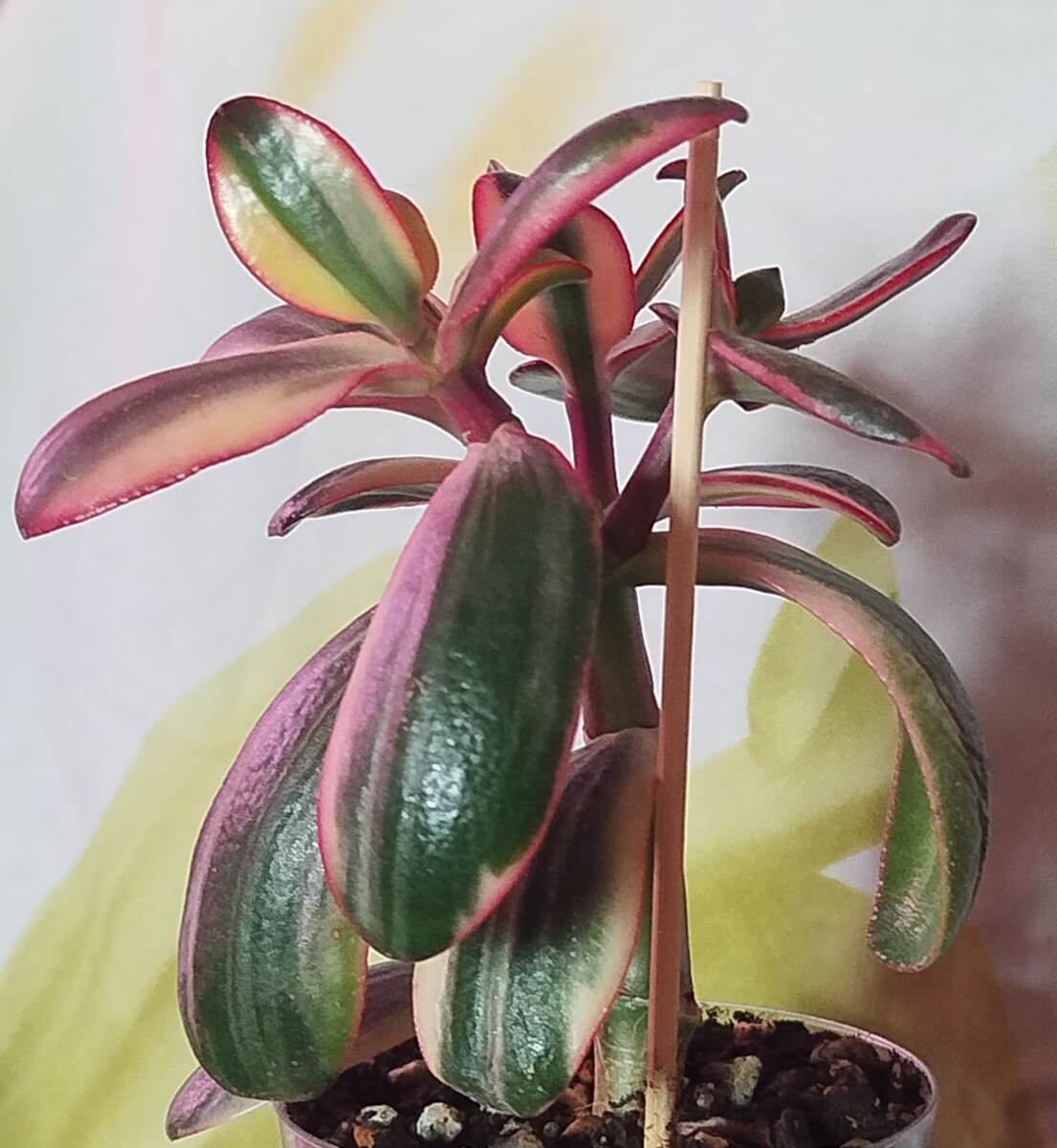 фото автора. Крассула Return of Beauty