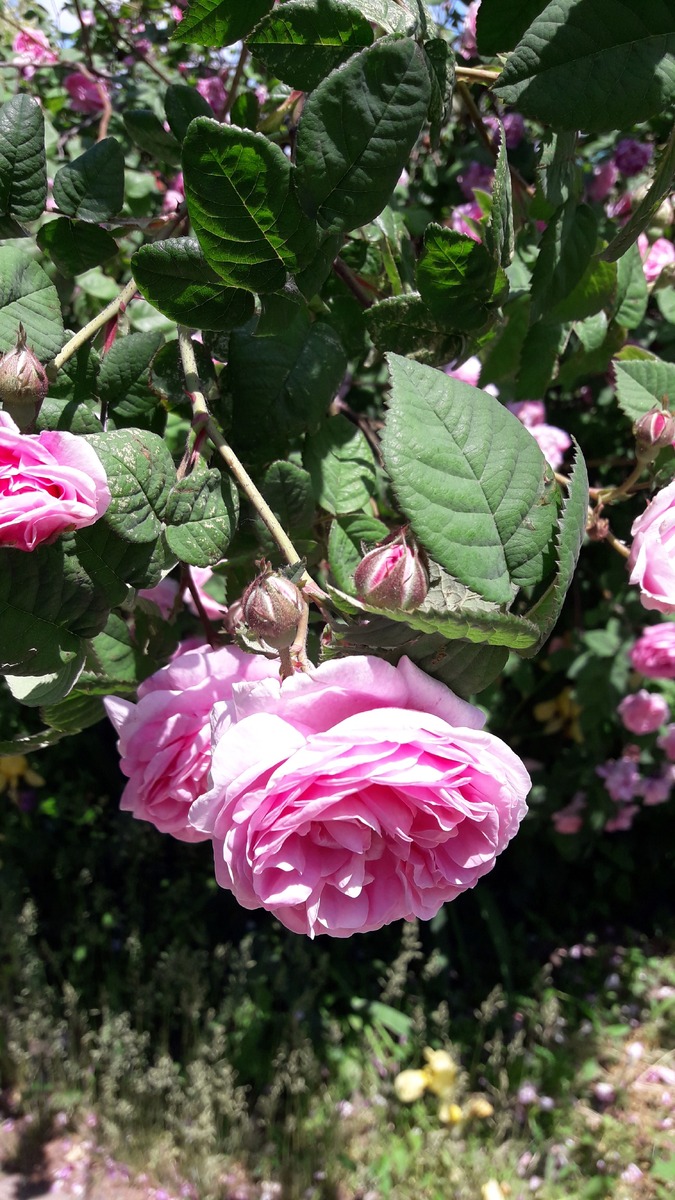 Разновидность Дамасской розы