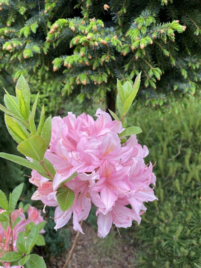 Azalia Soir de Paris
