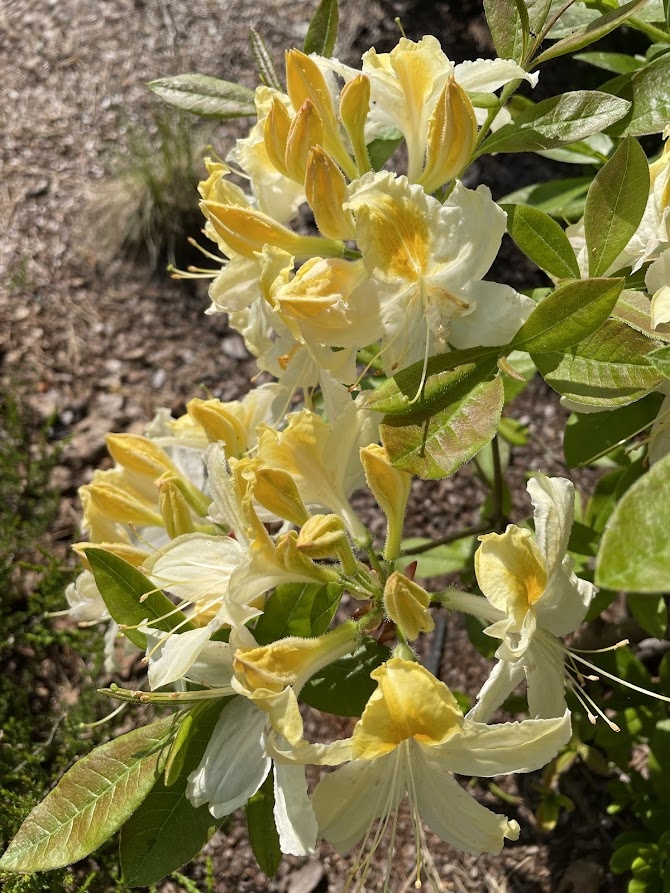 Azalia Northern Hi-Lights
