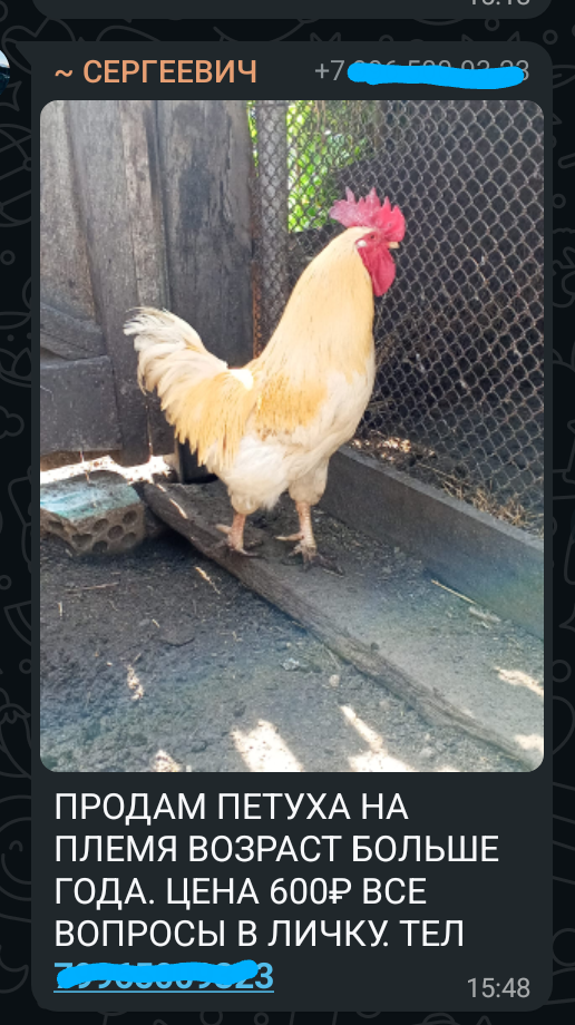 Жених на выданье))