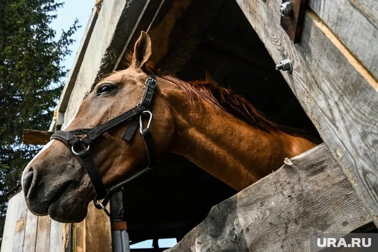 Хозяйку конного клуба обвиняют в жестоком обращении с лошадьми. Фото: Владимир Жабриков © URA.RU
