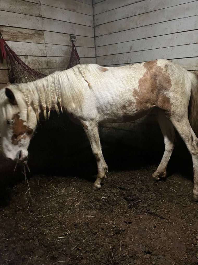 Волонтеры говорят, что кони в клубе плохо питаются. Фото: Предоставлено Анастасией Кузнецовой