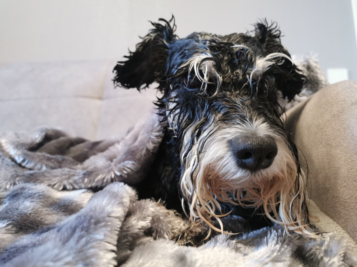 Промокший пёс