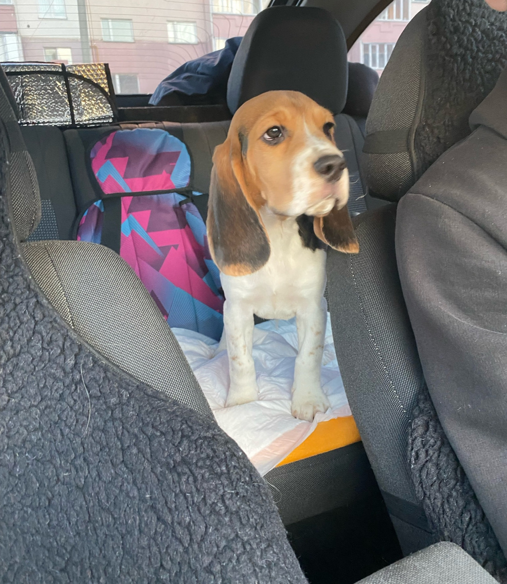 Первая поездка в новый дом.