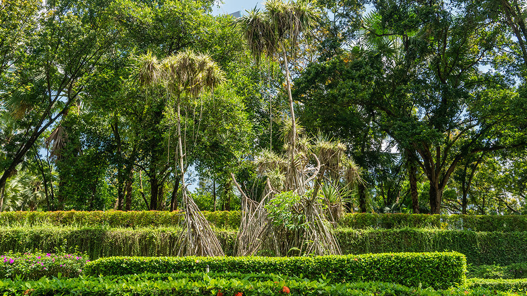Здесь очень много зелени
