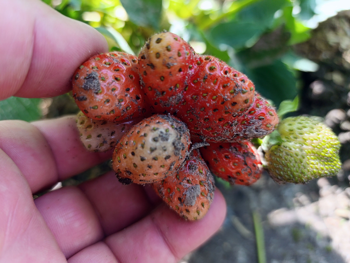 Клубника странной формы