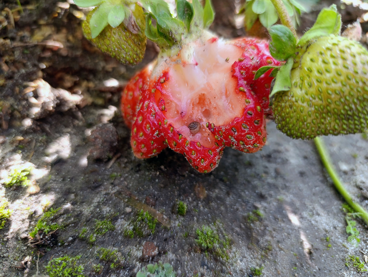 Ягода клубники, расклеванная птицами