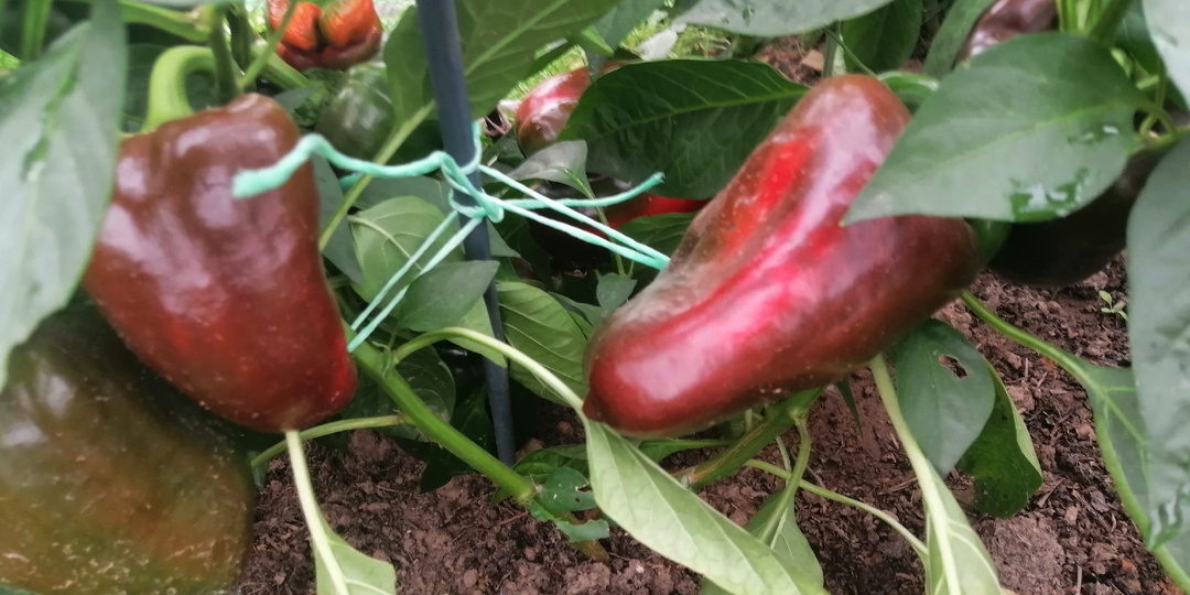 Выливаю калийную подкормку под корень перца за 48 часов до дождя. Плоды набухают и становятся мясистыми за 3 недели