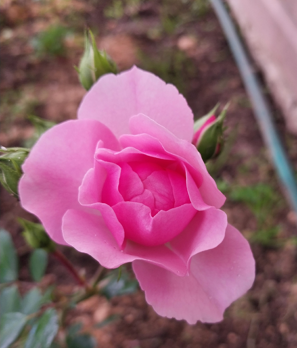 Розочки еще только-только собираются в бутоны