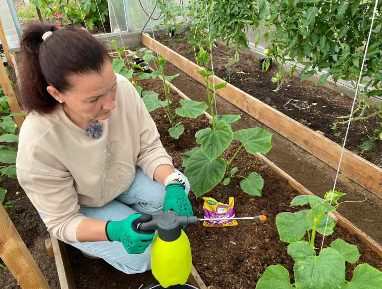 краевой ожог листьев огурца