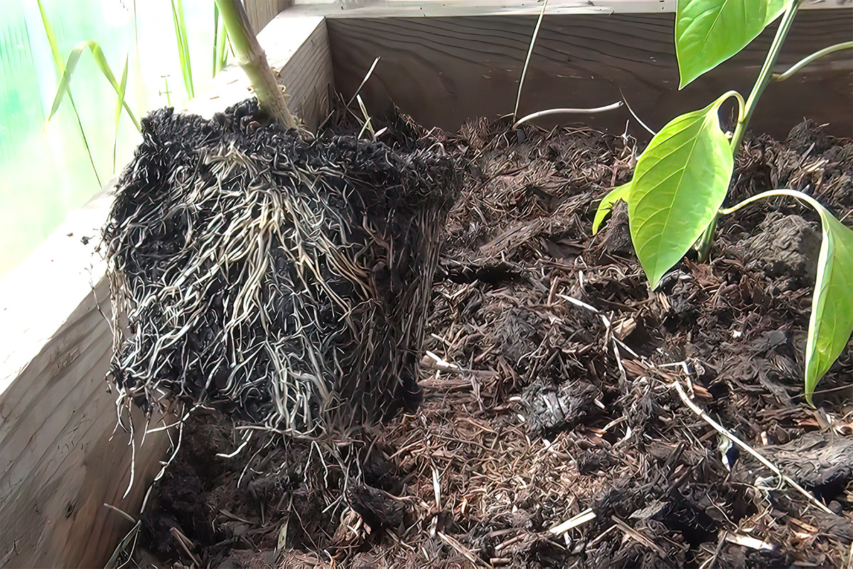 Расада сладких перцев с микоризой