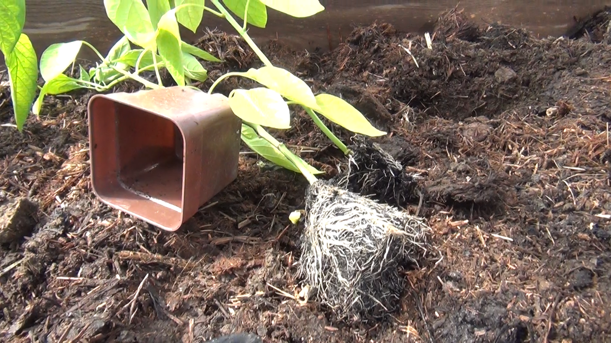 Здоровая и сильная рассада