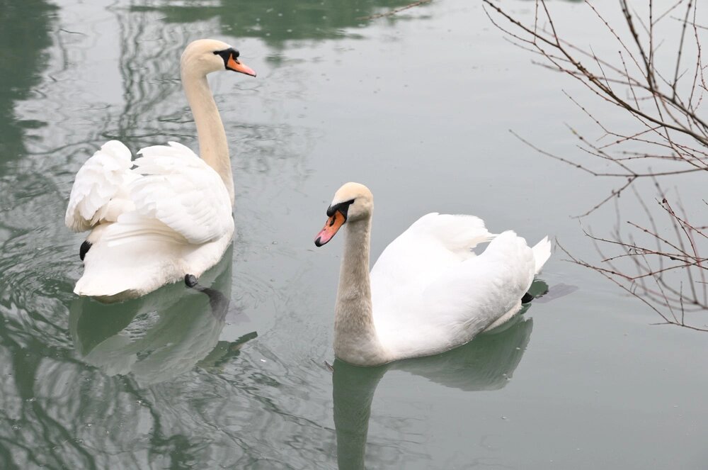    Лебеди-шипуны. Фото: РИА Новости/ Екатерина Лызлова