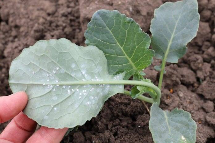 Скажите "НЕТ" белокрылке на своём огороде! Как моя соседка Людмила победила белокрылку: история, которая спасет ваш урожай