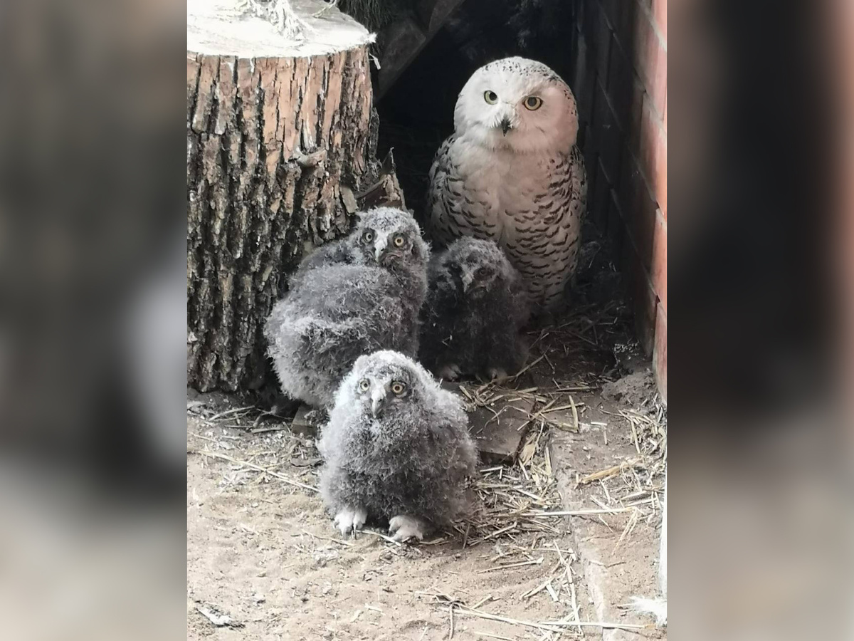    В Липецком зоопарке появились на свет три совенка  Липецкий Зоопарк