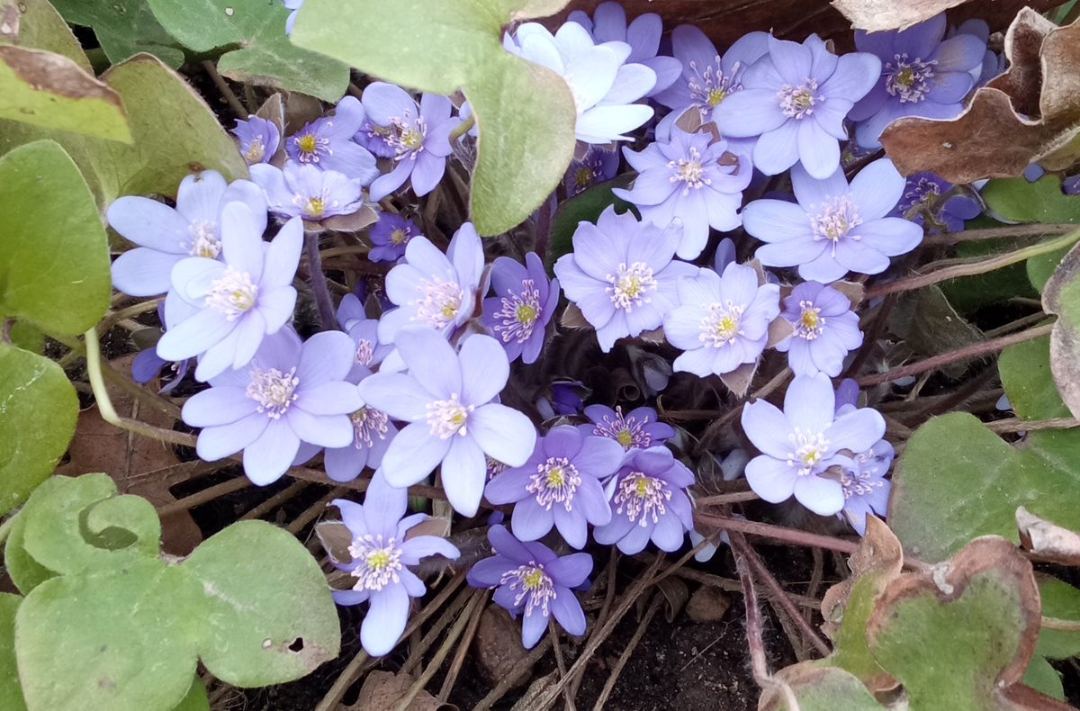 1. Печеночница