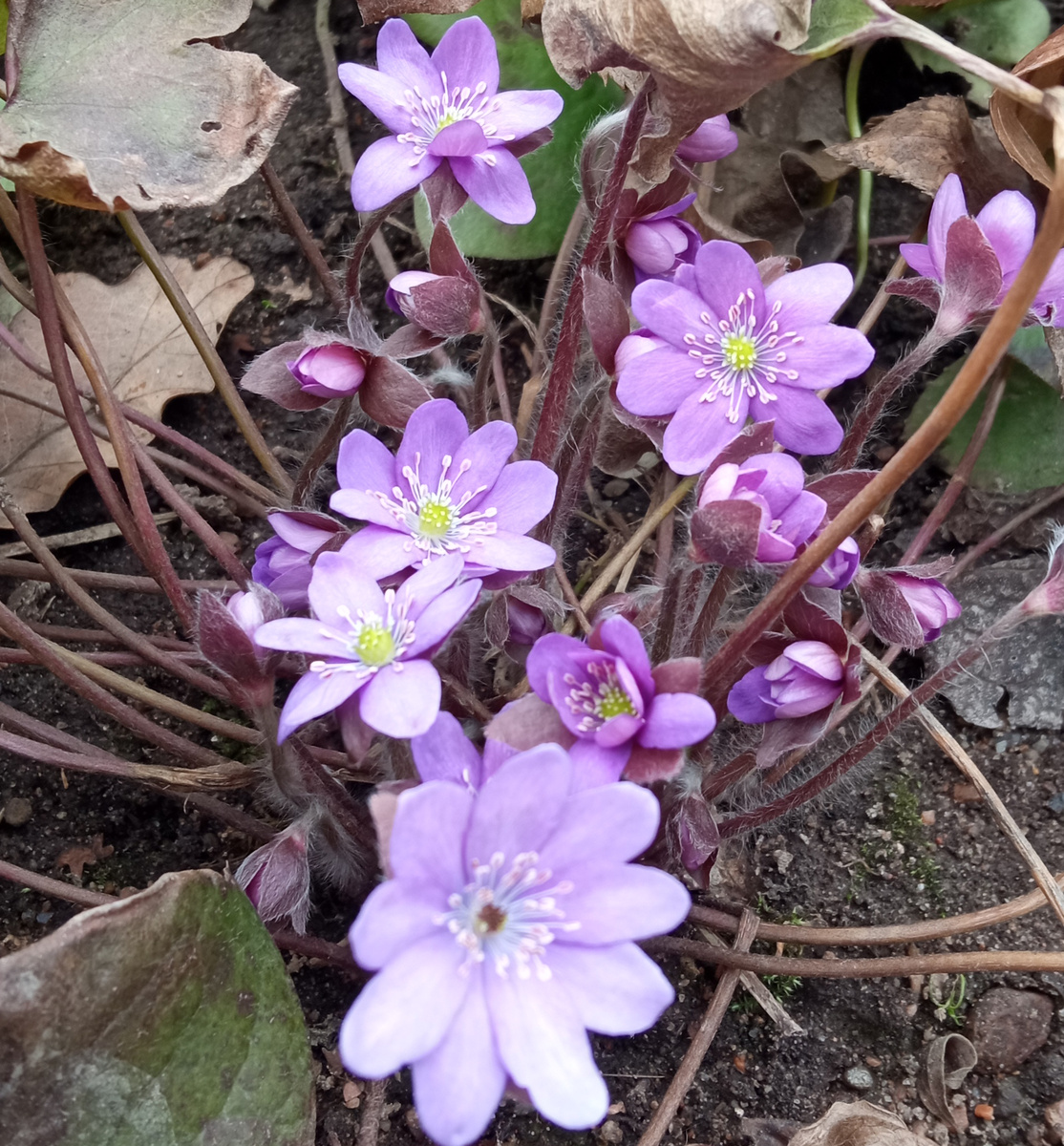 2. Печеночница