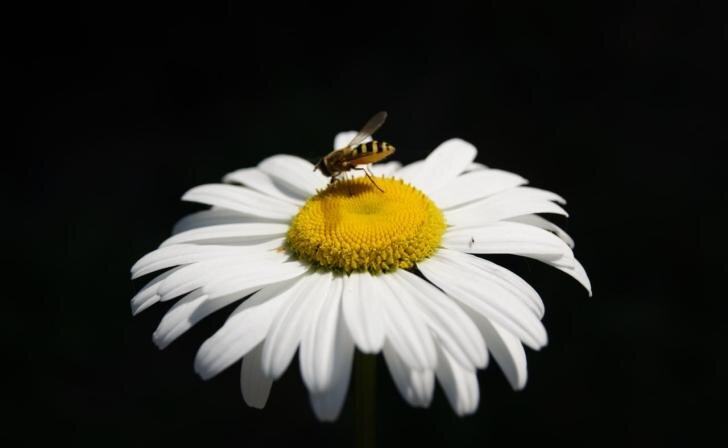    фото Курские известия