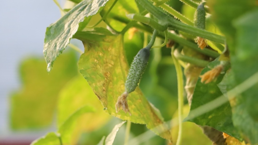 Такими были мои огурцы три года назад в середине июля