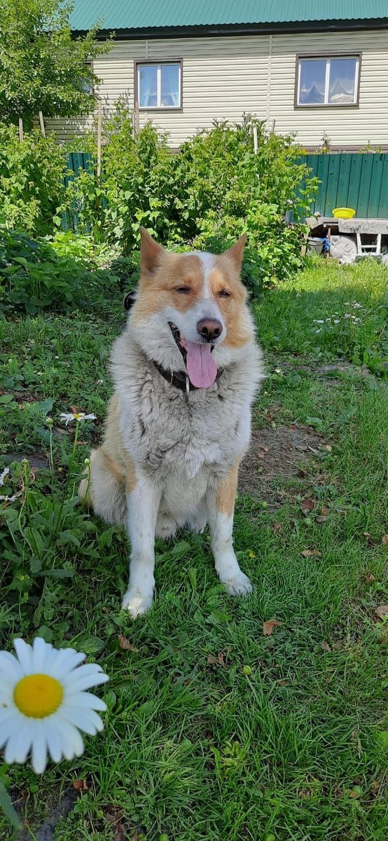 Рэкс - грозный сторож в своей семье, бдительно охраняет имущество и территорию!