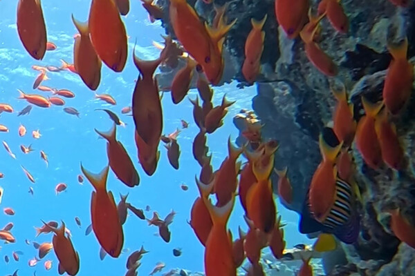    Елена Воронцова/«Газета.Ru»