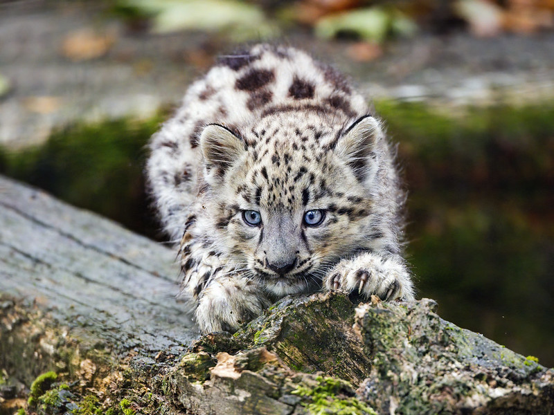 (c) Flickr / Tambako the Jaguar. Котенок ирбиса точит когти о дерево. С детства заботится о когтях. 