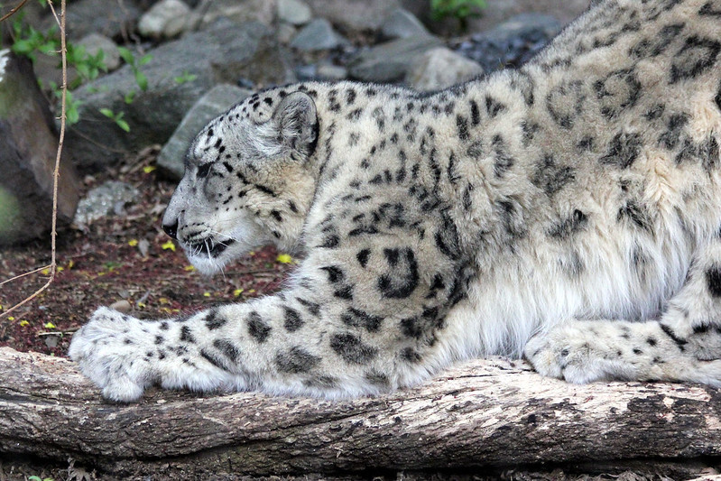 (c) Flickr / Fran. Ирбис точит когти