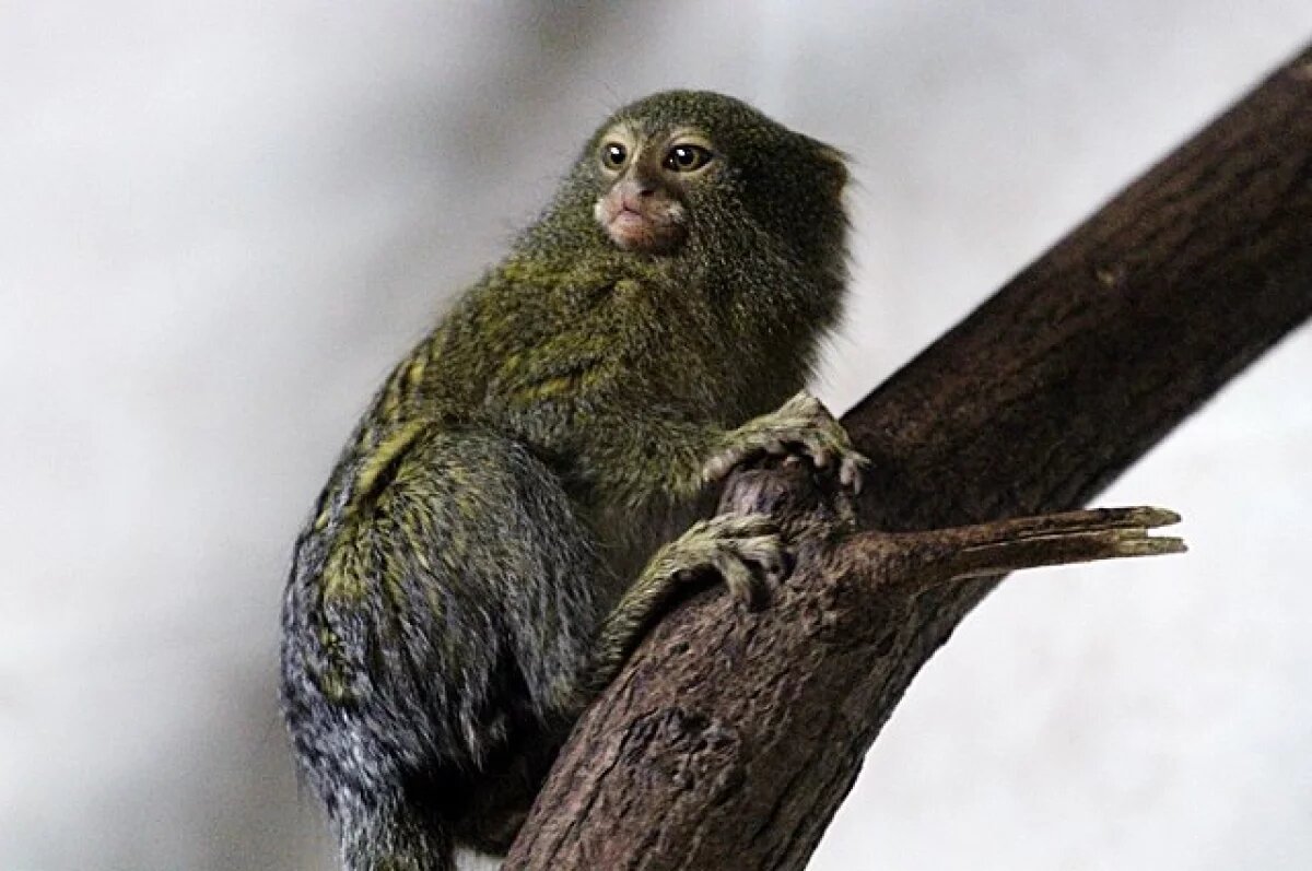    В Тульском экзотариуме прокомментировали ситуацию с нарушениями