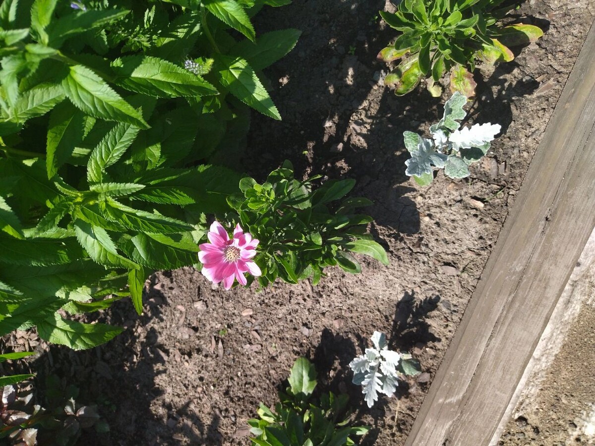 Да, цветы. Да, в цветнике за малиной. Чего еще надо?