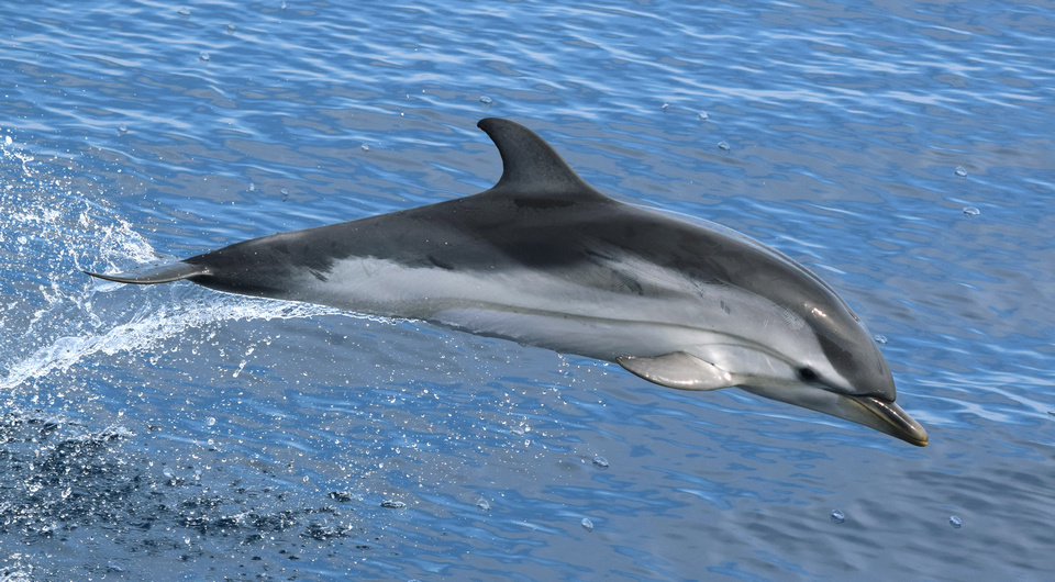   Wanax01 / Wikimedia Commons / CC BY-SA 4.0