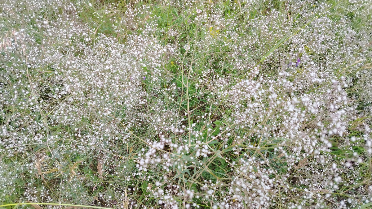 Диоды полевые