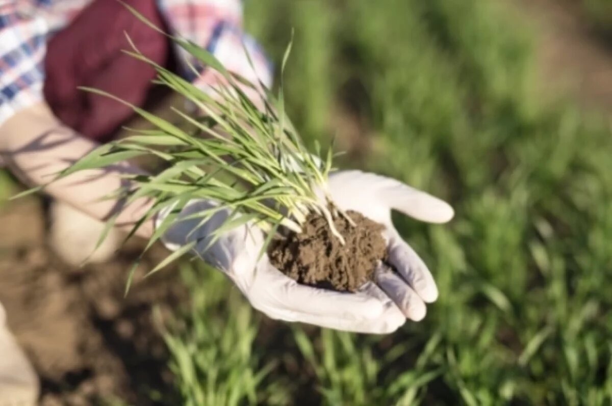    Власти региона отчитались о завершении посевной кампании