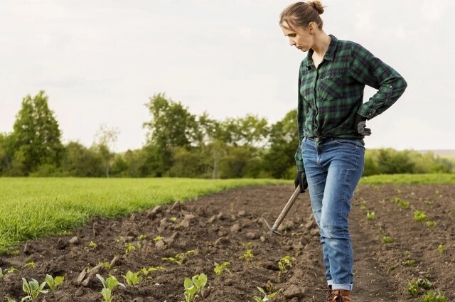    Озимые хорошо пережили холода. Фото: freepik