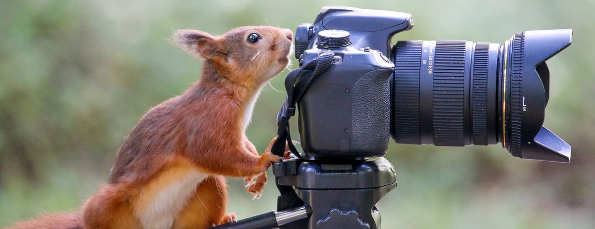    В отличие от леопардов и барсов белки стали уже почти ручными. / Wirestock / iStock