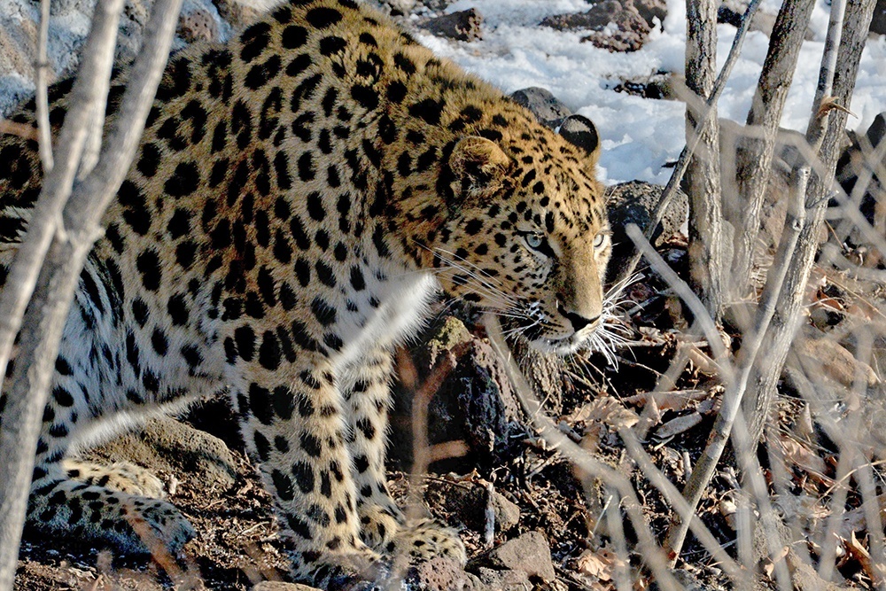    Дальневосточный леопард - самая редкая в мире дикая кошка. / Фото: Виталий Аньков/ РИА Новости