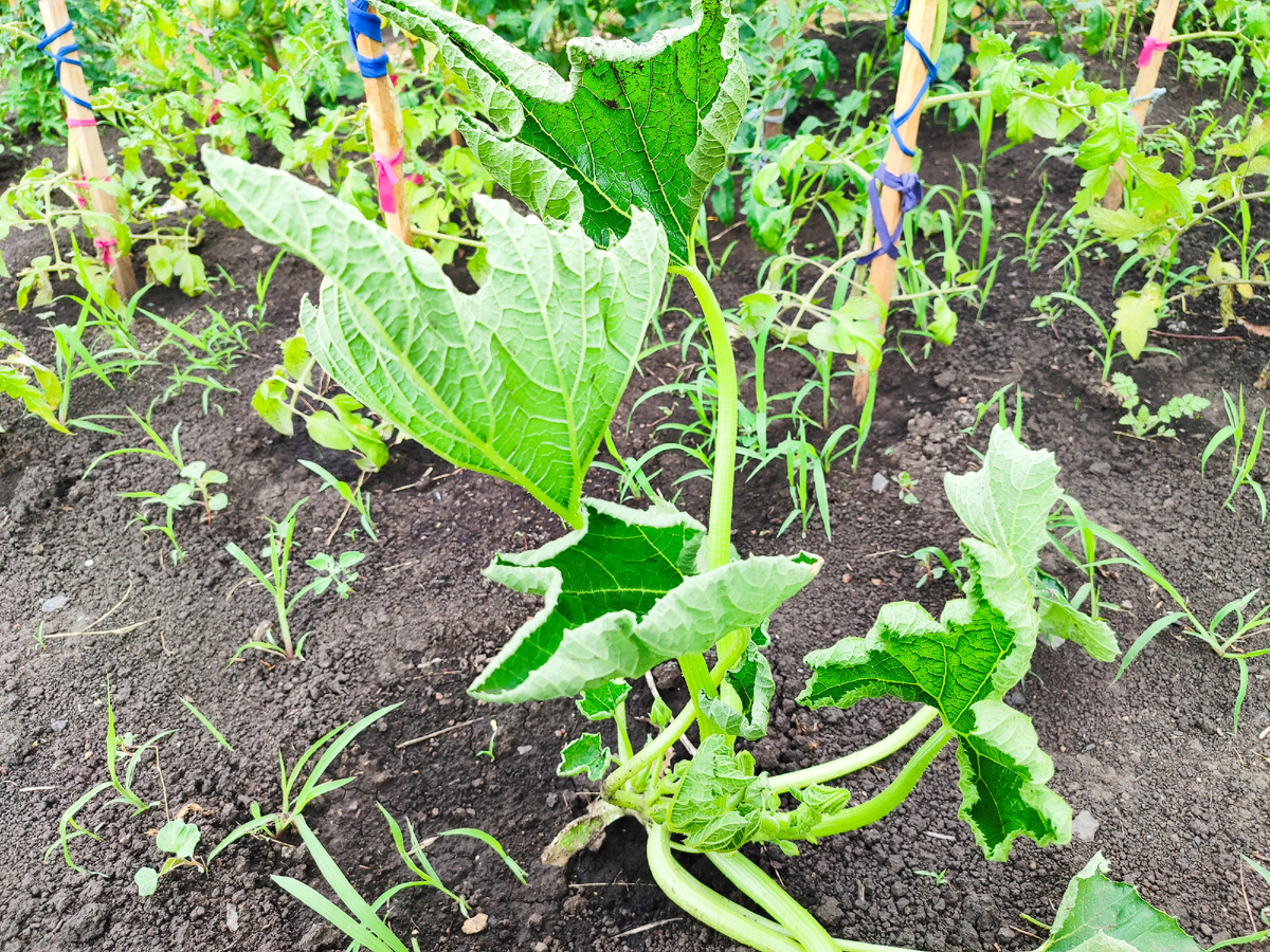 Может, это и не кабачок, конечно. Но, вроде, он