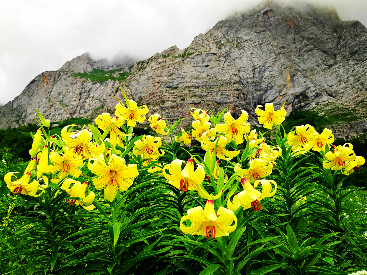 Лилия Кессельринга у подножия горы Фишт. Листайте -->>