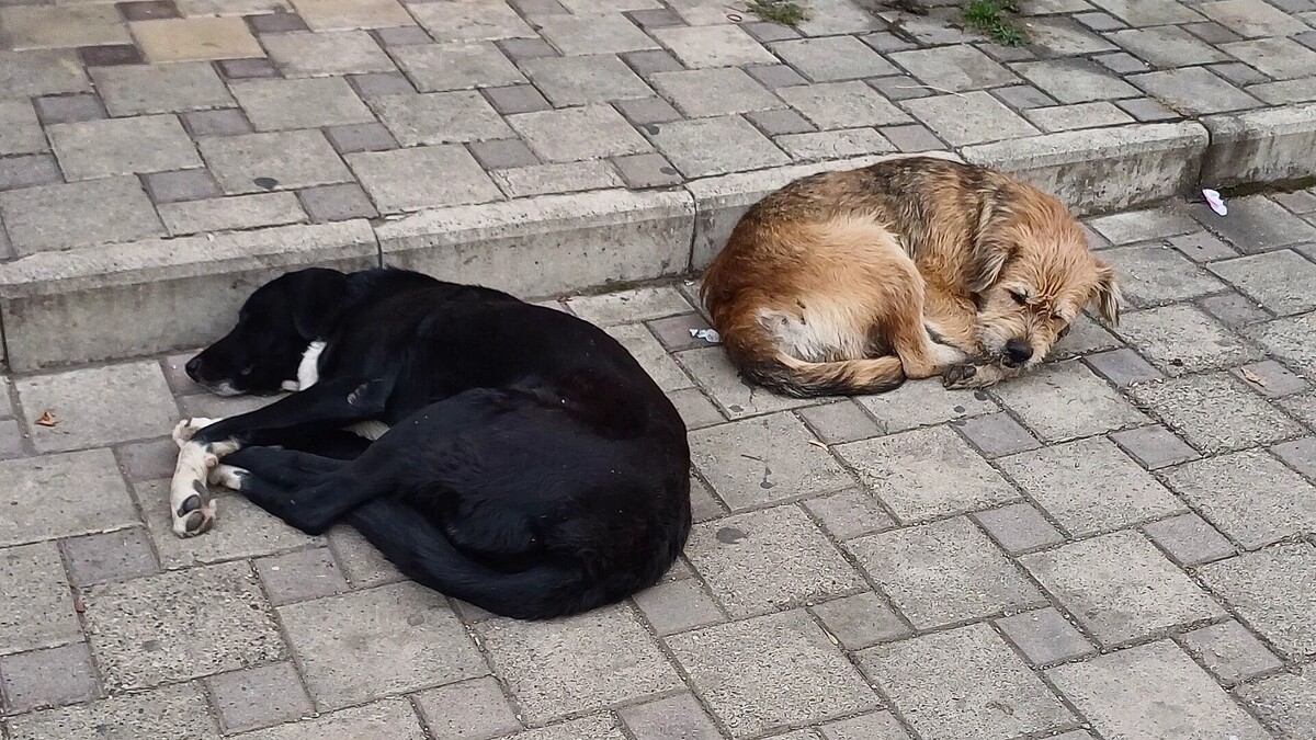     Автор: KubanPress Источник: kubanpress.ru