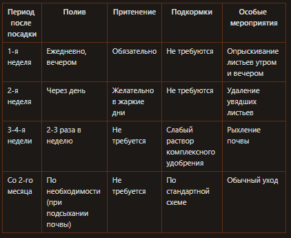 Режим ухода за флоксами