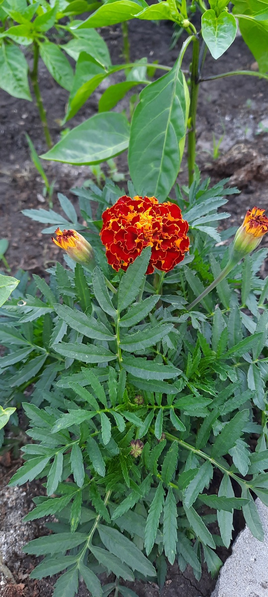 Балдею от запаха бархатцев 😍 И ноготков тоже.