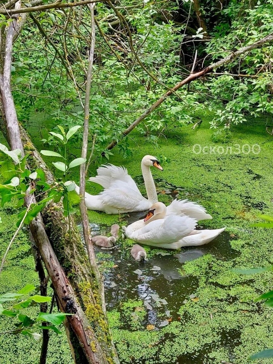     Источник: t.me/oskoladm31